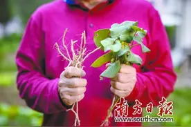 三峡移民二十载图片