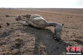 美国堪萨斯州遭遇风暴引发大火，牲畜横尸野外图片