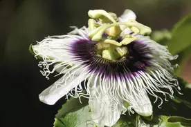 草堂读诗丨朗诵：李见心《花朵之钟》《活着》图片