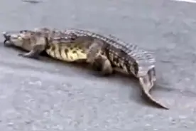 广州荔湾惊现鳄鱼过马路？警方：已被运输鳄鱼的货车司机捡回图片