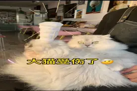 猫咪打架挂重彩！家有6猫的铲屎官喂药，这手法绝了~丨萌宠vlog图片