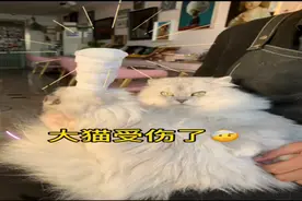 猫咪打架挂重彩！家有6猫的铲屎官喂药，这手法绝了~丨萌宠vlog图片
