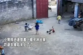 两个妹妹被牛吓到大哭，6岁哥哥这样机智应对图片