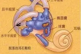 头晕、昏沉、视线模糊…如果你有以上情况，快看看是不是这个器官受损图片