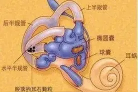 头晕、昏沉、视线模糊…如果你有以上情况，快看看是不是这个器官受损图片