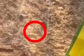 好利来被投诉“面包爬出厨蚁”：危害堪比蟑螂 消费者称店长提出100元“私了”图片