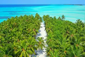 人海之间｜海岛奇珍：椰子的妙用图片