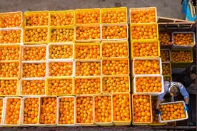 橙色——邓秀新心中最美的颜色图片