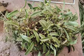 国家重点保护！贵阳相关部门提醒：“路边的兰花不要采”图片