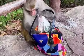 张家界猴子抢食游客牛奶，景区：猴群繁殖快，曾屡次伤人图片