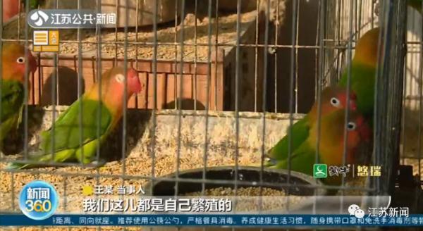 卖30只鹦鹉赚不到400元，法定刑10年以上？处理结果让她当场大哭