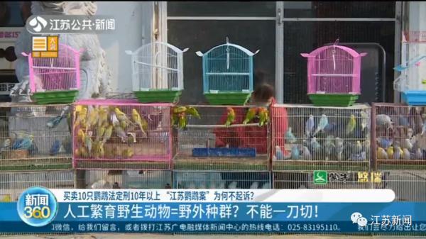 卖30只鹦鹉赚不到400元，法定刑10年以上？处理结果让她当场大哭