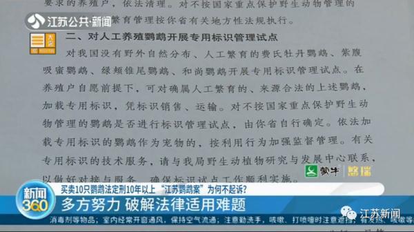 卖30只鹦鹉赚不到400元，法定刑10年以上？处理结果让她当场大哭