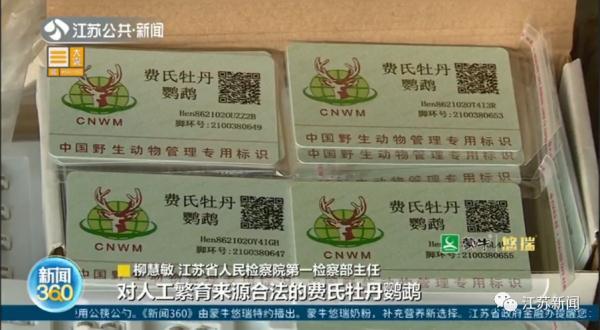 卖30只鹦鹉赚不到400元，法定刑10年以上？处理结果让她当场大哭