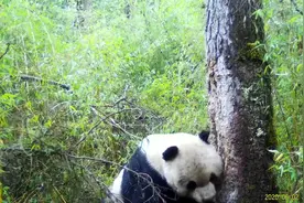 视频丨又蹭又抓又抠，大熊猫为何对一棵树下这么狠的手？图片