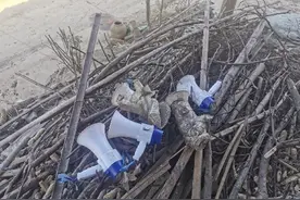 账本、猎犬和野猪图片