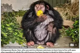 好心办坏事？人类养的猩猩训练“与猿共处”，却遭野猩猩群殴致死图片