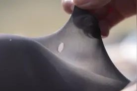 小宝评测｜“光腿神器”大比拼：防勾丝、防顶破差异明显图片