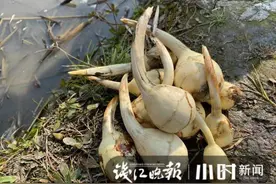 慈姑？茨菇？还是茨菰？这一回，我们来说说清楚图片