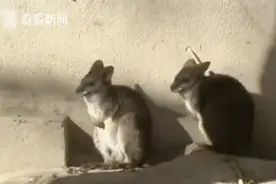 体长仅50厘米！“圆盾大袋鼠”首次亮相申城 生性胆小形似“老鼠”图片