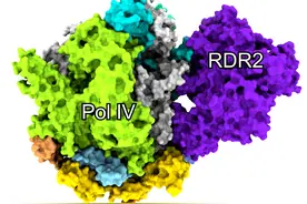 我国科学家成功揭示高等植物第四种RNA聚合酶的奥秘图片