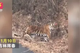 路上偶遇东北虎是什么体验？网友：大脑斧能有什么坏心思呢图片