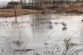 河南遭遇入冬最冷凌晨 北龙湖天鹅上演“破冰行动”图片