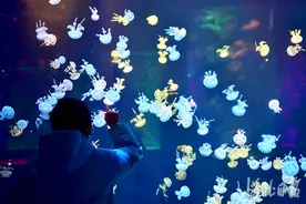 河北石家庄：绚丽的海洋世界图片