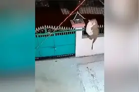 豹子跳进院子猎杀宠物狗 叼着狗轻松一跃翻墙而出图片