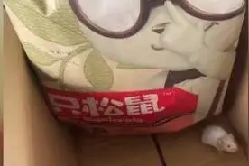 再陷争议的三只松鼠：“国民零食第一股”屡被曝食品安全问题图片