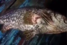 鱼钩被拉直！渔民钓起超大龙胆石斑 长1.5米重100多斤图片