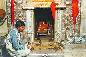 印度寺庙把老鼠奉若神明：“踩伤它们会有噩运”图片