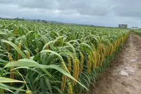 优质小米怎么选？这些创新品种不容错过图片