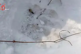 “屁股整个给掏开了！”牡丹江一头600多斤黄牛被大型野生动物咬死图片