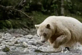 那些傻傻分不清的动物，分得清吗？图片