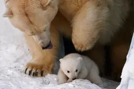 世界自然基金会德国分会警告：百万物种可能在未来十年灭绝图片