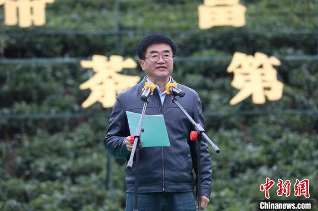 “早茶贵如金”2022年“贵州绿茶”第一采在普安开采