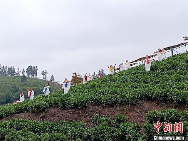 “早茶贵如金”2022年“贵州绿茶”第一采在普安开采