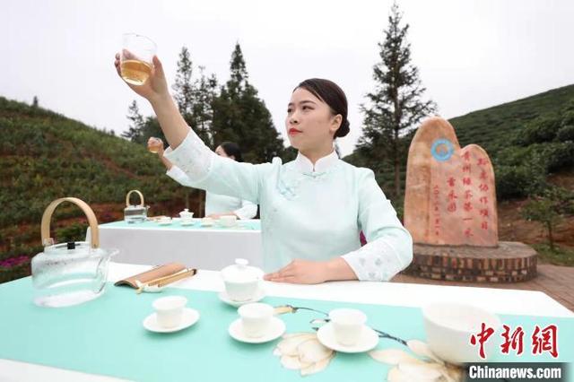 “早茶贵如金”2022年“贵州绿茶”第一采在普安开采