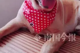 柳州义犬！女子开热水器洗澡后中毒昏迷，爱犬连舔带刨救醒主人图片