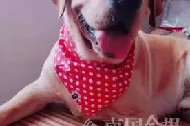 柳州义犬！女子开热水器洗澡后中毒昏迷，爱犬连舔带刨救醒主人图片