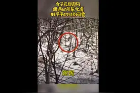元旦兜风偶遇幼年东北虎？网友：虎年出来溜达溜达图片