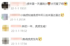 元旦兜风偶遇幼年东北虎？网友：虎年出来溜达溜达图片
