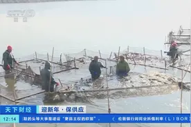 一网6万斤！“中国青鱼之乡”浙江嘉兴喜迎冬捕季→图片