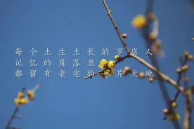 历经四百年变迁，宝山远景村老宅焕发新春视频封面