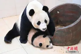 探访海归大熊猫“宝宝”和它的宝宝图片
