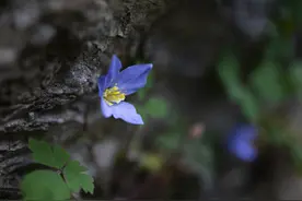 为了2026株“小草”图片