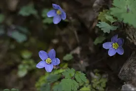 封面评论丨守护一株“小草”开出全民参与生态保护之花图片