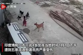 印度4岁女孩遭五只流浪狗袭击 一名路人扔石头将狗赶走图片