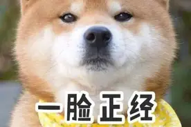 身陷26楼火场，南宁一狗狗机智求生图片